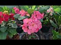 eporbia โป๊ยเซียนสายพันธุ์ นครไทย coroa de cristo euphorbia milii crown of thorns