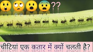 चीटियां एक लाइन में क्यों चलती है,चीटियां एक कतार में क्यों चलती है? why do ants move in a line,