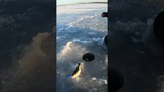 Doubled up on Big Lake Gogebic Perch!! #fishing #icefishing