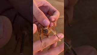 Giant Camel Spider Bite