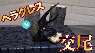 ヘラクレスオオカブトの大迫力交尾から３日で卵産みまくり