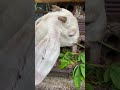 asmr goats eating leaf ❤️ 332 shorts asmr