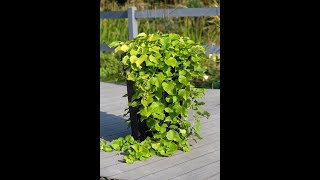 Ipomoea (Sweet Potato) Treasure Island