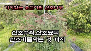 식용기름 생산자원 산초나무, 심을만한  가치가 있는 나무의 하나인 산초나무수확부터 기름짜는 것, 산초나무묘목 생산하는 모습