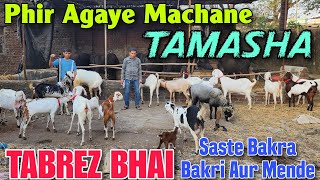 Phir Agaye Machane TAMASHA Goat At TABREZ BHAI | Saste Bakra Bakri In Bhiwandi Maharashtra