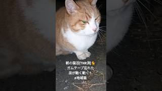 朝の猫活(TNR済)🐈 ガムテープ忘れた皿が動く動く！ #地域猫