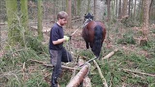 Holzrücken mit Pferden | Mit Fyva im Sturmholz