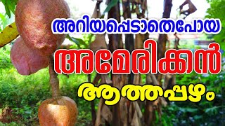 അമേരിക്കൻ ആത്ത കേരളത്തിൽ|American Fruts| സിതാപഴം|കസ്റ്റാർഡ് ആപ്പിൾ |ആനമുന്തിരി SeethaPazham