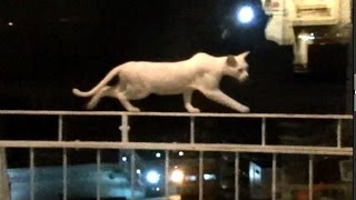 ベランダ''(6階)見たら猫が綱渡りしてた！ Ninja Cat