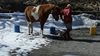 Hrimmi Advanced level 1 star walking Large pony April 2019