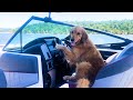 FUNNIEST Golden Retrievers 🤣| BEST Compilation