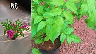 കുറഞ്ഞ വിലയിൽ adipoli flowering plants sale|sale|Madeenahomegarden