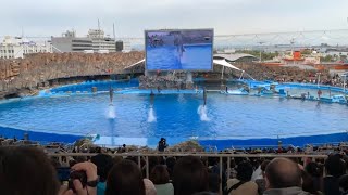 名古屋港水族館 イルカショー(ノーカットフル)