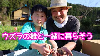 【自給自足Life】カワイイ！卵から孵ったばかりのウズラの雛たち！！