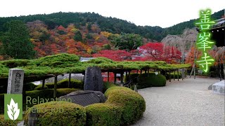 Kyoto autumn leaves Yoshimine Temple★64