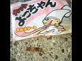 魚 よっちゃん ほぼ イカ ワーム😁爆釣れ