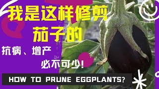 我是这样修剪茄子的*抗病增产必不可少!How to prune eggplants?