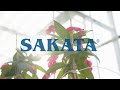 Sakata Seed America Company Story