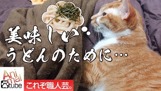 猫うどん職人の朝は早い。The cat udon chef's morning is early.