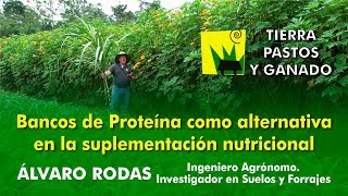 Bancos de Proteína como alternativa en la suplementación nutricional | Tierra Pastos y Ganado