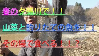 【釣り】春の夕張川で！山菜と釣りたての魚をその場で食べる！！？