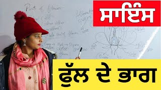 ਫੁੱਲ ਦੇ ਭਾਗ । Parts of Flower । Structure of Flower । Parts of Flower in Punjabi ।Science in Punjabi