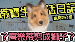 蒂寶出沒美容院 喜樂蒂變獅子？！ [瘋毛派]