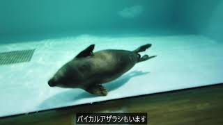 琵琶湖博物館の生き物たち