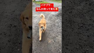 捨てるなら持ってくるなよ😤#shorts #ゴールデンレトリバー #癒し #puppy #散歩 #shortvideo #多頭飼い #goldenretriever