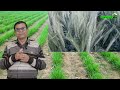 गेहूँ में गुड़ का प्रयोग jaggary use in wheat crop gehu ki kheti evergreen world