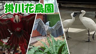 掛川花鳥園　餌やり　バードショー　人気のハシビロコウふたばちゃんなど一日楽しめます