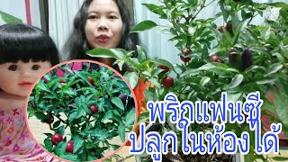 #​พริกแฟนซี​ ปลูกในห้องได้​