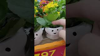 Ghost plants at Walmart #fall #halloween halloween