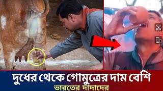 দুধের থেকেও চাহিদা বেশি গোমুত্রের, বিক্রি করে কৃষকেরা হচ্ছেন কোটিপতি!#jamunatv #গোমাতা @JamunaTVbd