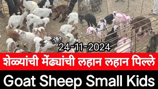 शेळ्यांची मेंढ्यांची लहान लहान पिल्ले सांगोला बाजार Goat Sheep Small Kids Sangola Bazar