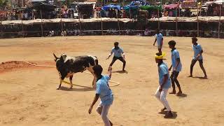 V.மலம்பட்டி ராசுத்தேவர் நினைவாக ராஜாத்தேவர் காளை Vs திருச்சி வேங்கை பிரதர்ஸ் | PK Media