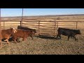 western ranchlands tomahawk ranch 2018 angus x calves