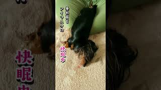 垂れ耳の使い方が斬新すぎる愛犬。[ミニチュアダックスフンド]  #dog #cutedog  #お昼寝 #垂れ耳 #快眠 #かわいい犬 #dachshund #shorts