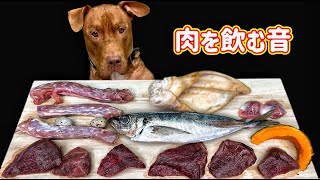 耳が喜ぶ音!!生肉を食べるピットブルの咀嚼音がクセになる