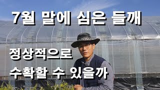 마을에서 가장 늦게(7월말) 심은 들깨 정상적으로 수확 할 수 있을까요