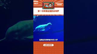 这叫声听的人揪心 #海洋生物 #白鲸 #动物园 #大数据推荐给有需要的人#shorts