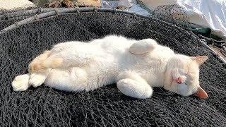 薄茶シロ猫が漁網のベッドの上で気持ちよさそうにお昼寝する