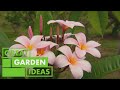 How to Grow, Propagate and Graft Frangipanis | GARDEN | Great Home Ideas