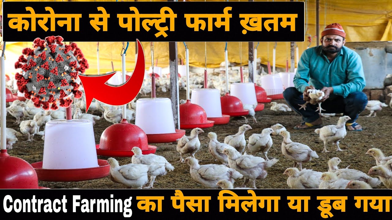 Poultry Contract Farming In India | Poultry Business Faces Heavy Loss ...