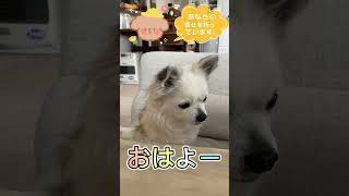 おこぼれ待ちのちわわ#dog #チワワ #チワワちゃん #ちわわ #いぬのいる生活 #いぬのいる暮らし #わんこのいる暮らし #わんこのいる生活 #犬好きさんと繋がりたい