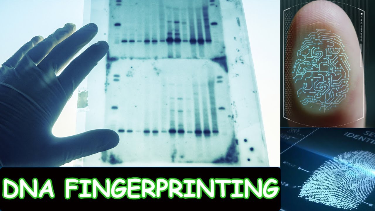 Dna Fingerprinting Worksheets