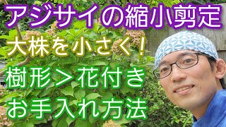 【アジサイ(紫陽花)の剪定⑦】花付きよりもサイズダウンと樹形作りを重視した手入れの仕方(2022年8月)🌳👌