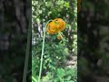 columbia or tiger lily lilium columbianum alpine biodiversity beaty biodiversity museum ubc