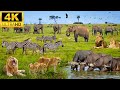 4K African Animals: Ruaha National Park - Amazing African Wildlife Footage with Real Sounds in 4K