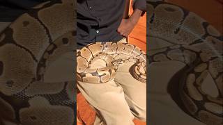 ഇതൊക്കെ എന്ത്... ( snake salfe man ) #animals #youtubeshorts #mobile ##shorts #dangerous